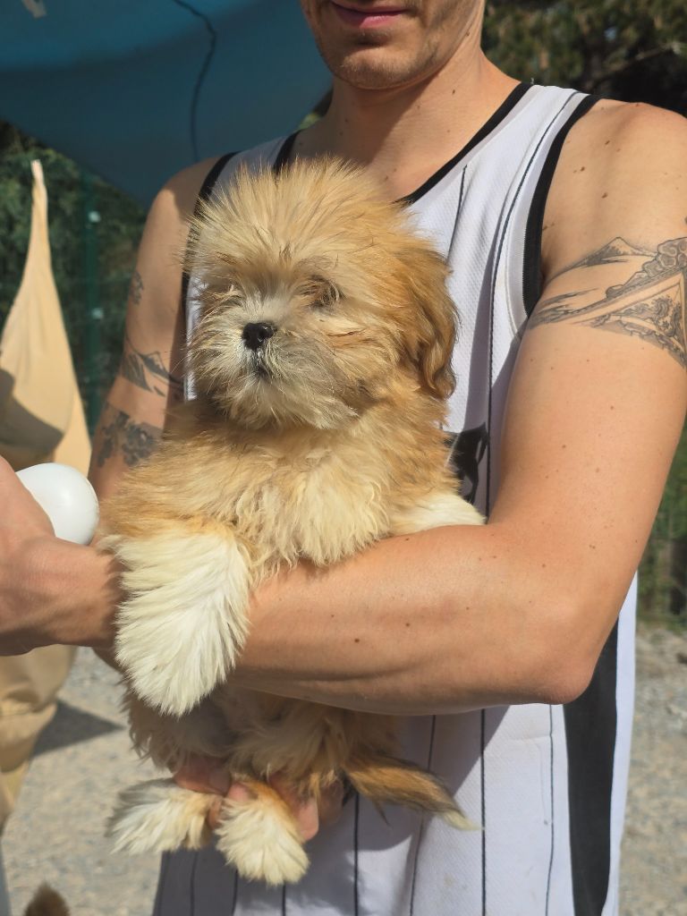 Du Royaume D'ebène - Chiots disponibles - Lhassa Apso
