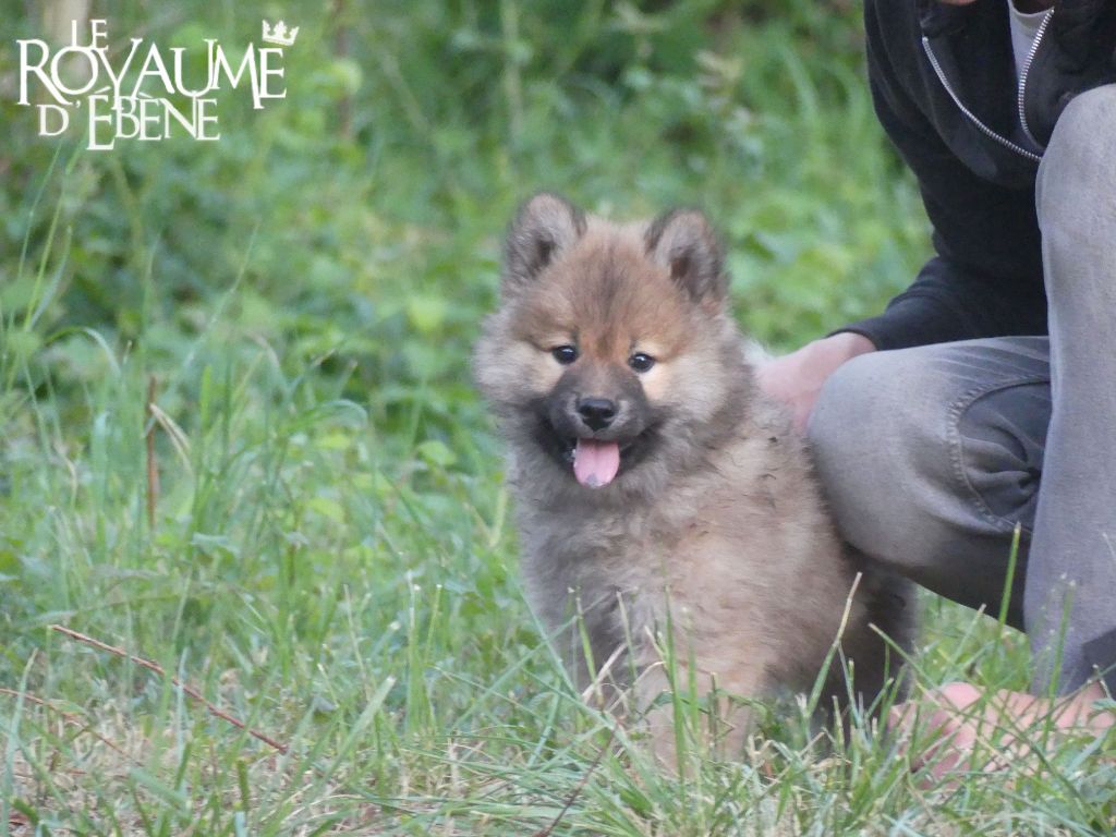 Du Royaume D'ebène - Eurasier - Portée née le 04/03/2022