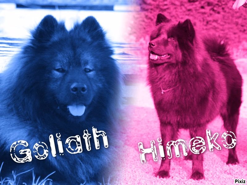 Du Royaume D'ebène - Eurasier - Portée née le 06/04/2015