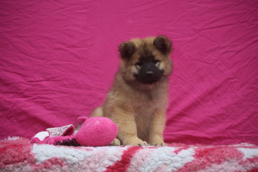 Du Royaume D'ebène - Chiots disponibles - Eurasier