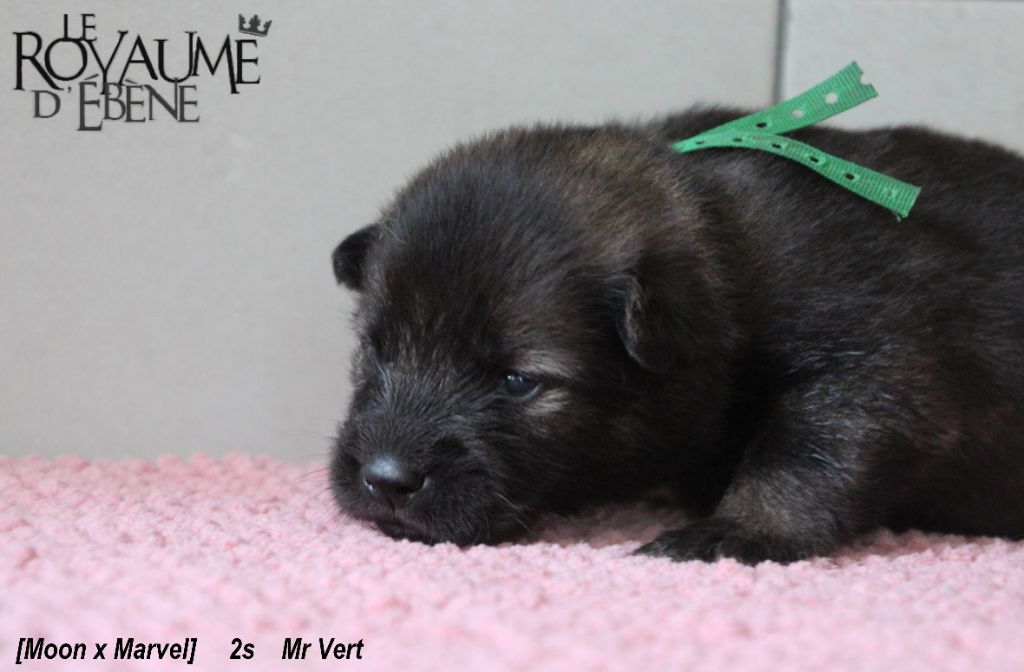 Du Royaume D'ebène - Eurasier - Portée née le 08/08/2020