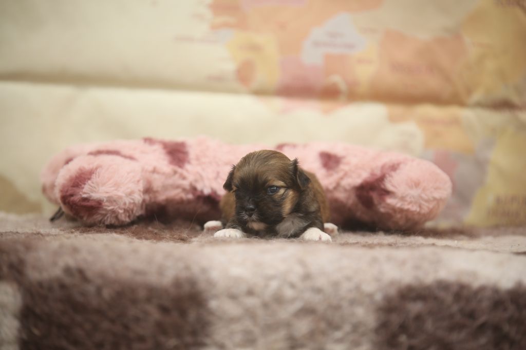 Du Royaume D'ebène - Chiots disponibles - Lhassa Apso