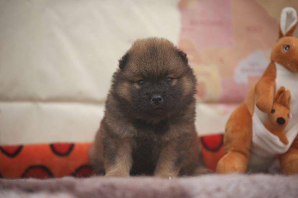 Du Royaume D'ebène - Chiots disponibles - Eurasier