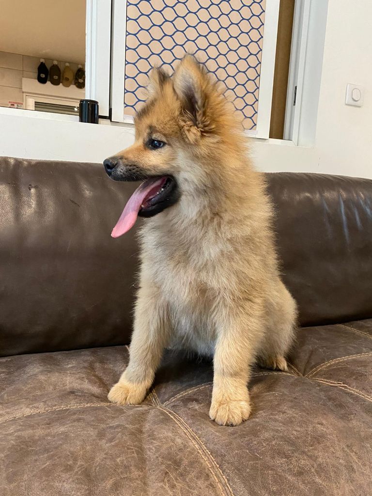 Du Royaume D'ebène - Eurasier - Portée née le 01/09/2023