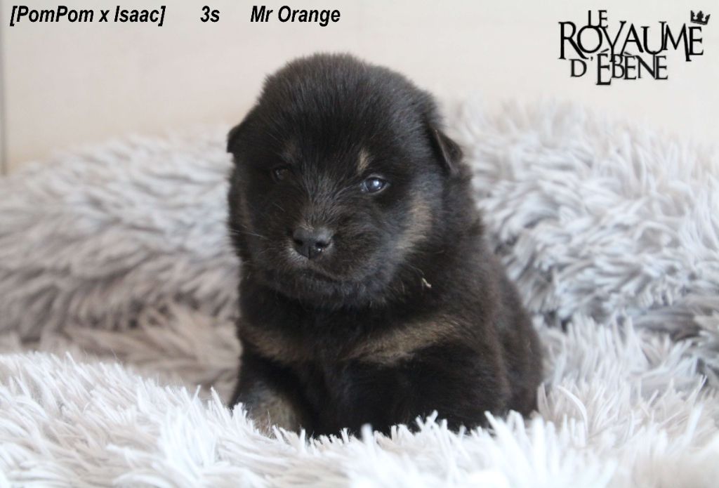 Du Royaume D'ebène - Eurasier - Portée née le 29/12/2020