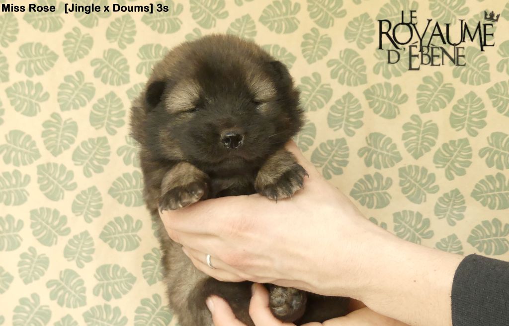 Du Royaume D'ebène - Eurasier - Portée née le 20/02/2022