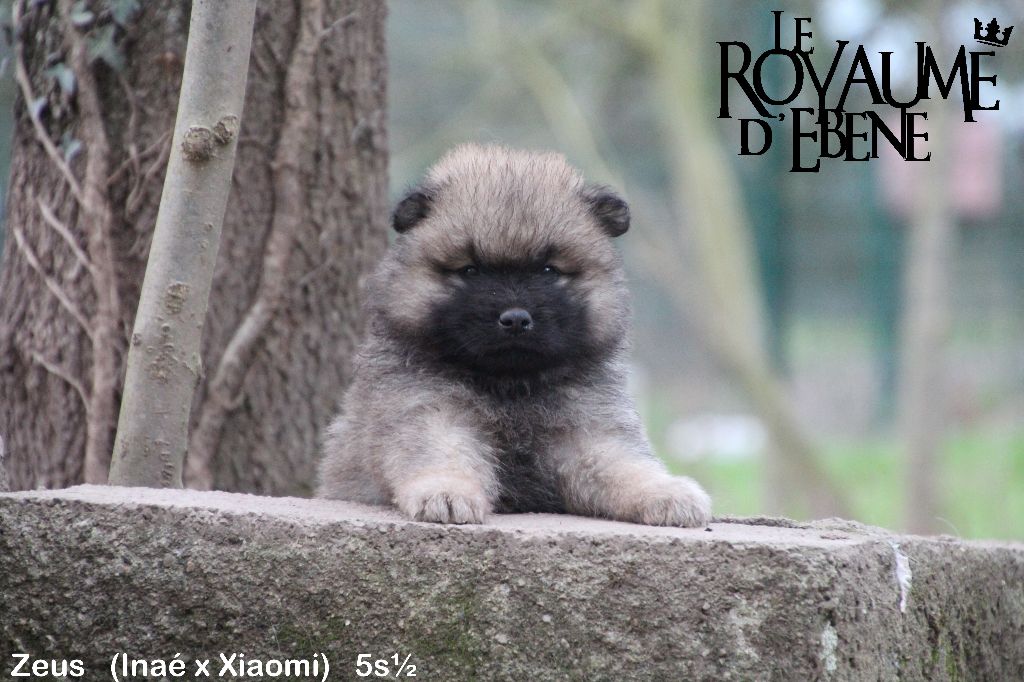 Du Royaume D'ebène - Eurasier - Portée née le 24/11/2021
