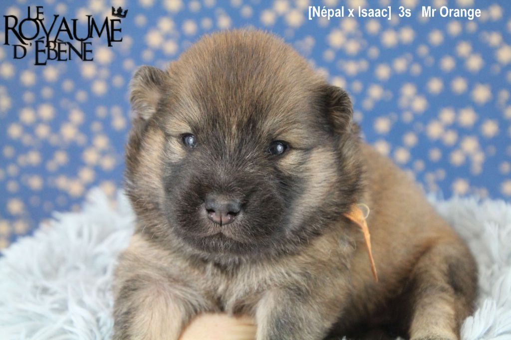 Du Royaume D'ebène - Eurasier - Portée née le 14/07/2021