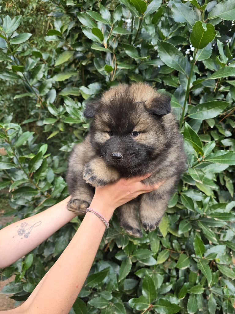Du Royaume D'ebène - Eurasier - Portée née le 19/07/2024