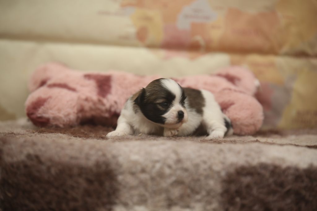 Du Royaume D'ebène - Chiots disponibles - Lhassa Apso