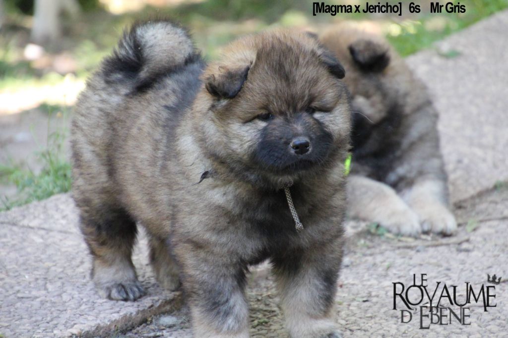 Du Royaume D'ebène - Eurasier - Portée née le 07/04/2019
