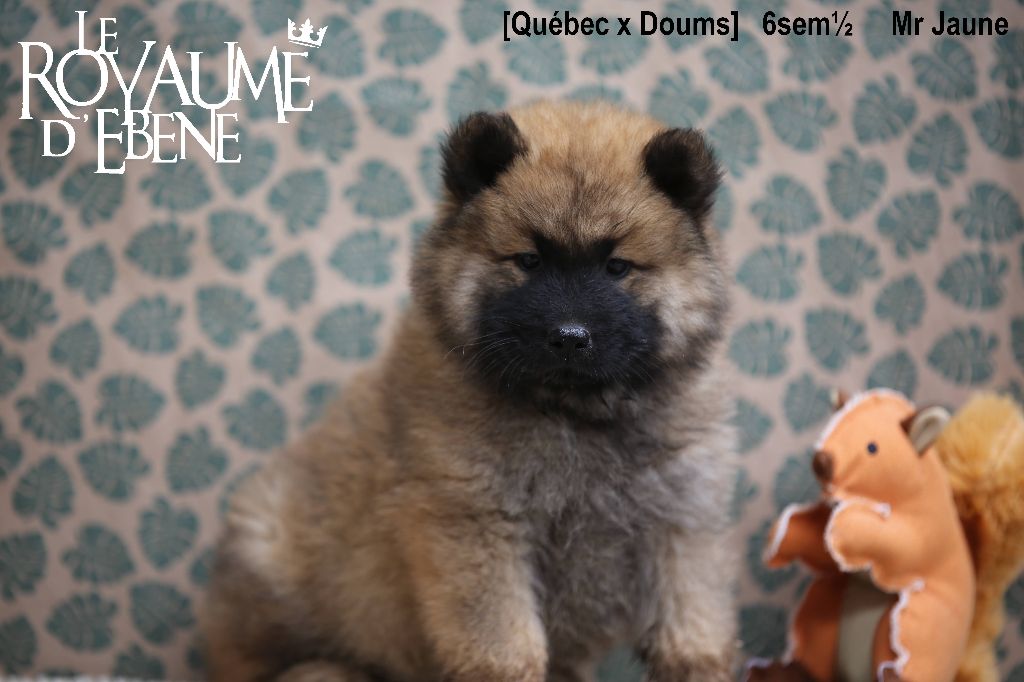 Du Royaume D'ebène - Eurasier - Portée née le 15/05/2023