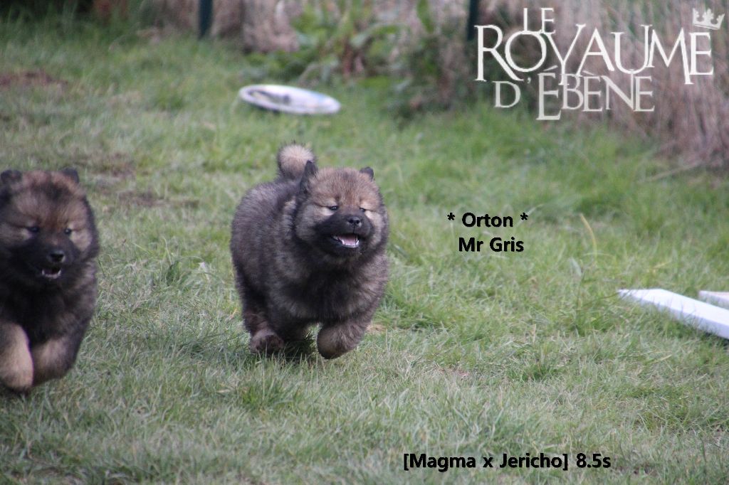 Du Royaume D'ebène - Eurasier - Portée née le 18/01/2018