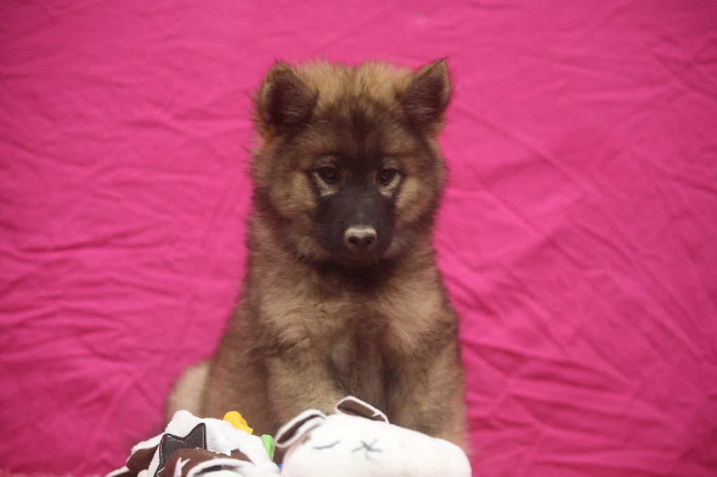 Du Royaume D'ebène - Chiots disponibles - Eurasier