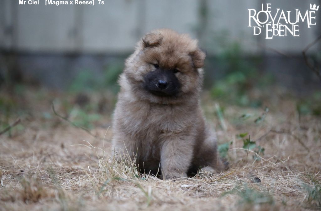 Du Royaume D'ebène - Eurasier - Portée née le 14/06/2022