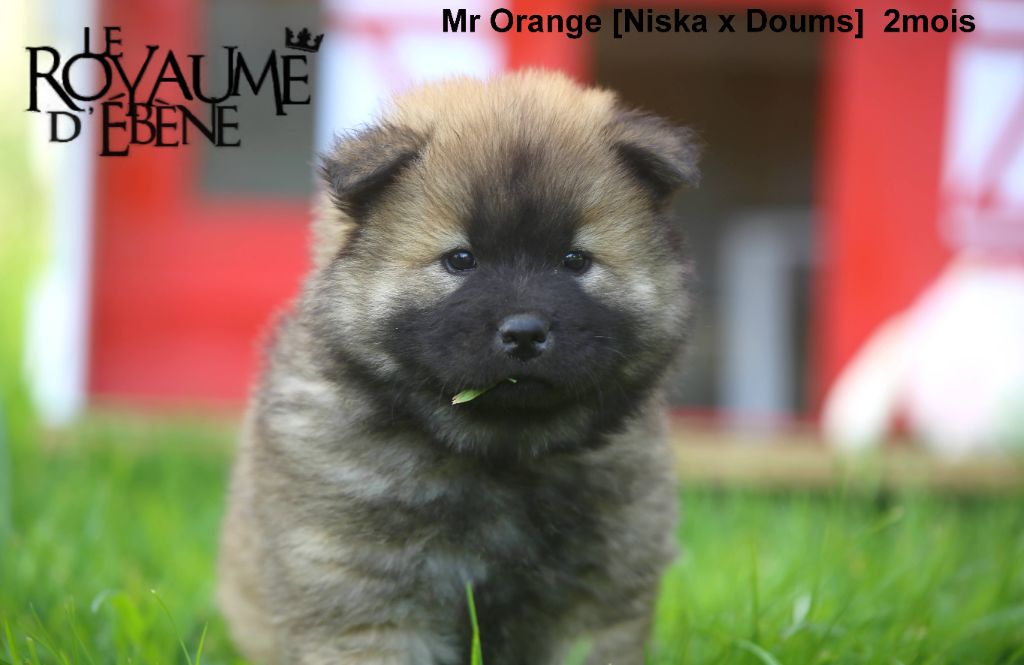 Du Royaume D'ebène - Chiots disponibles - Eurasier