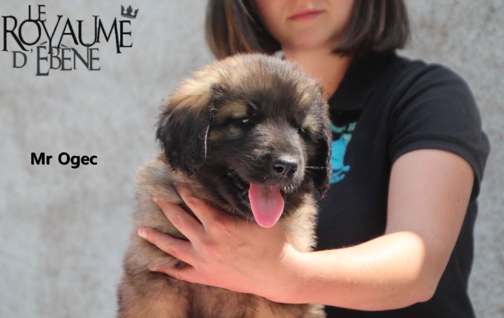 Du Royaume D'ebène - Leonberger - Portée née le 18/03/2018