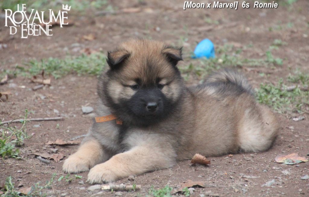 Du Royaume D'ebène - Eurasier - Portée née le 08/08/2020