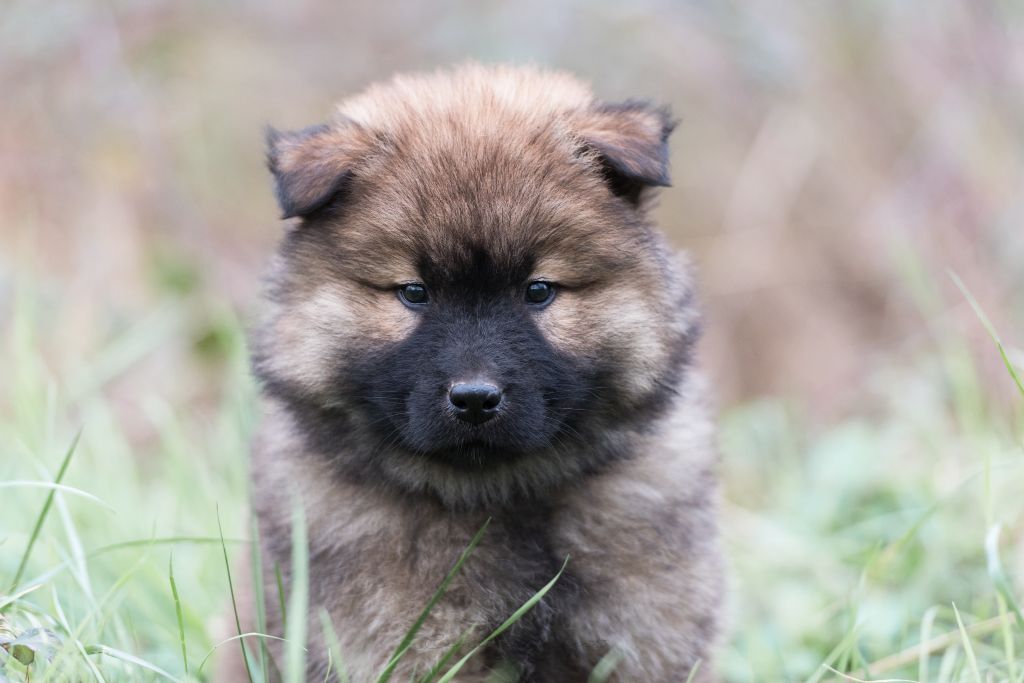 Du Royaume D'ebène - Eurasier - Portée née le 25/11/2021