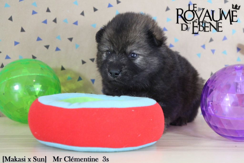 Du Royaume D'ebène - Eurasier - Portée née le 14/02/2020