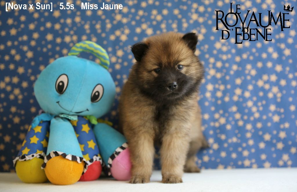 Du Royaume D'ebène - Eurasier - Portée née le 01/02/2023