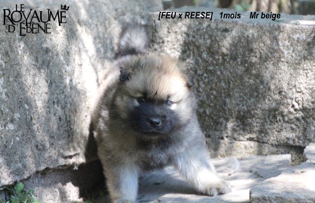 Du Royaume D'ebène - Eurasier - Portée née le 22/05/2021