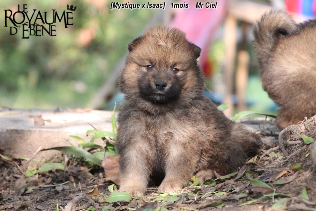 Du Royaume D'ebène - Eurasier - Portée née le 20/08/2020