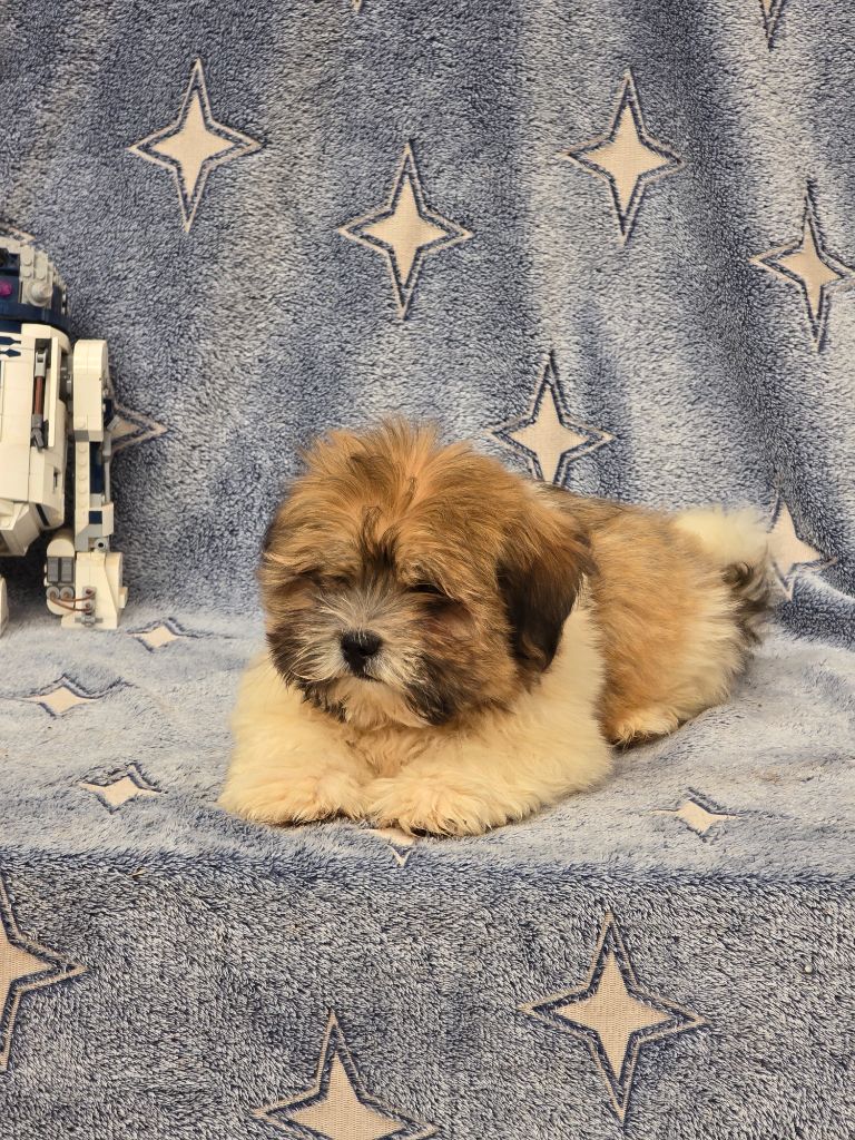 Du Royaume D'ebène - Chiots disponibles - Lhassa Apso
