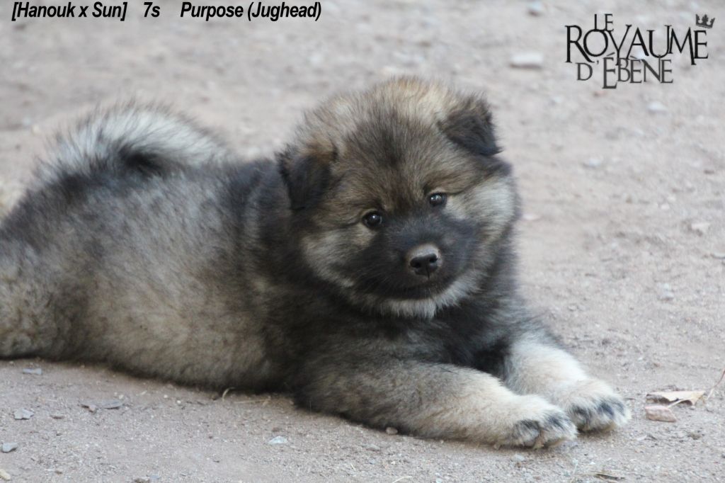 Du Royaume D'ebène - Eurasier - Portée née le 29/07/2019