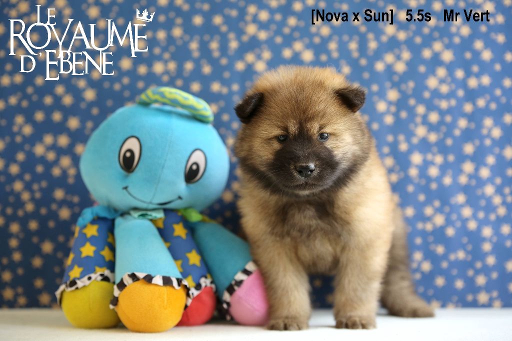 Du Royaume D'ebène - Eurasier - Portée née le 01/02/2023