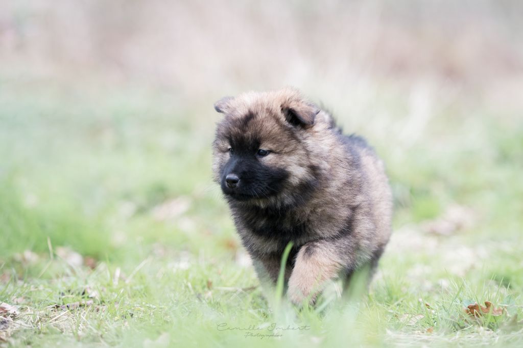Du Royaume D'ebène - Eurasier - Portée née le 25/11/2021