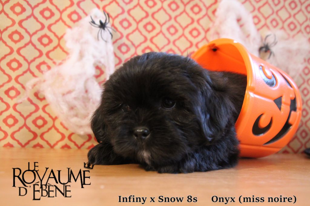 Du Royaume D'ebène - Lhassa Apso - Portée née le 03/09/2018