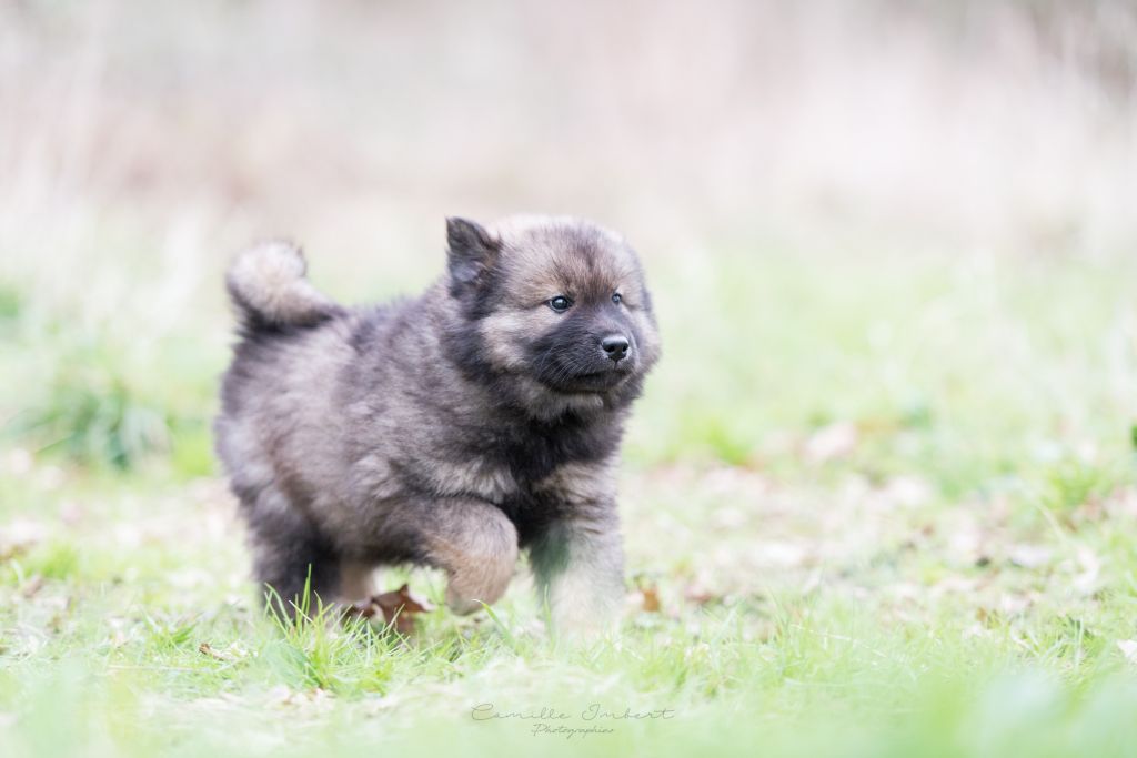 Du Royaume D'ebène - Eurasier - Portée née le 28/11/2021