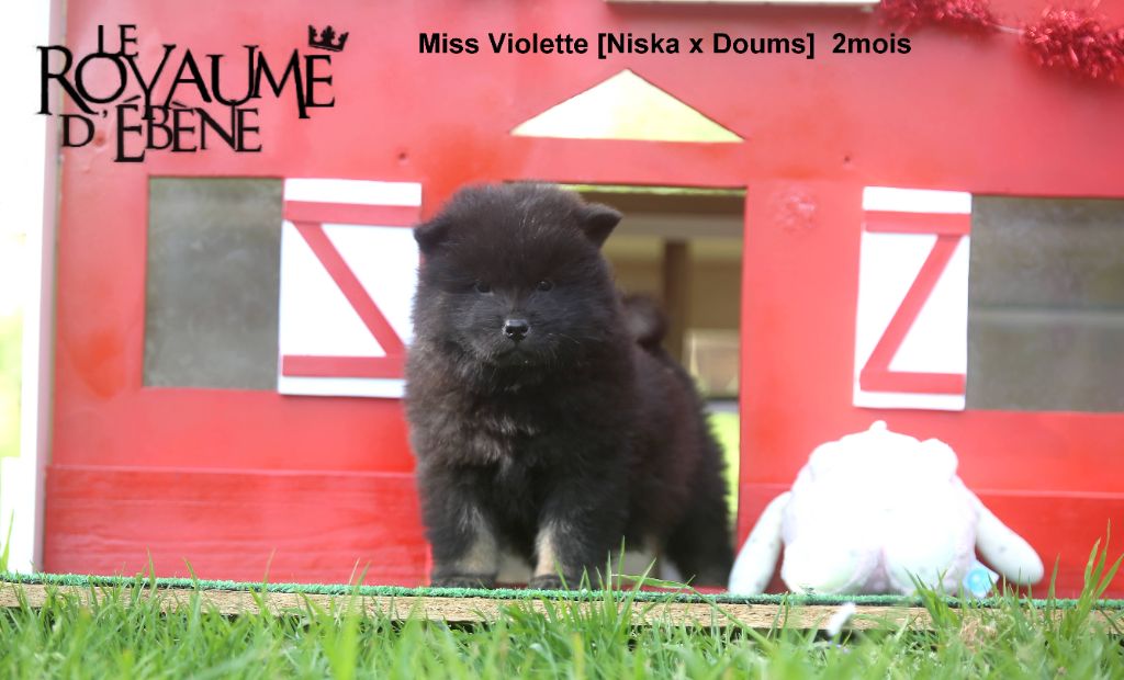 Du Royaume D'ebène - Chiots disponibles - Eurasier