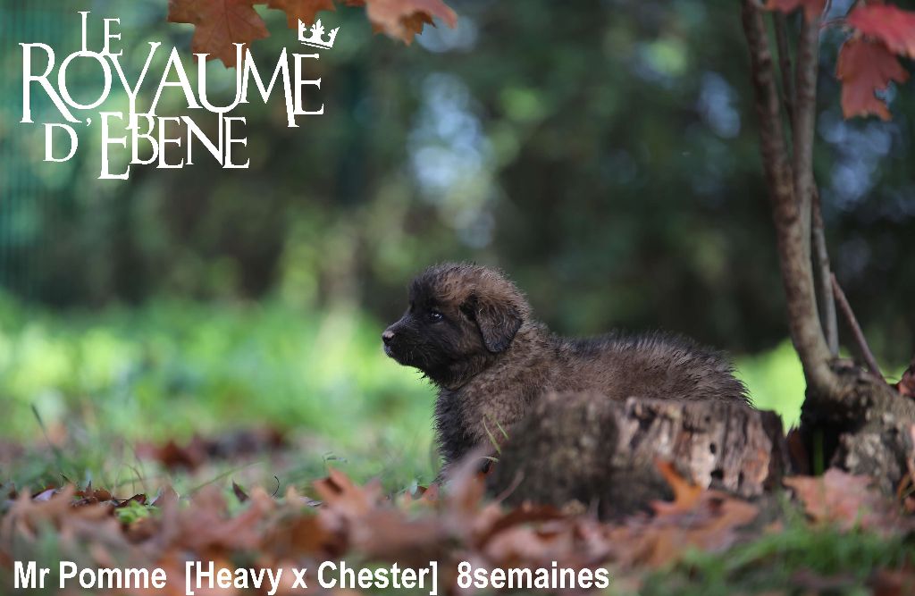 Du Royaume D'ebène - Leonberger - Portée née le 25/09/2022
