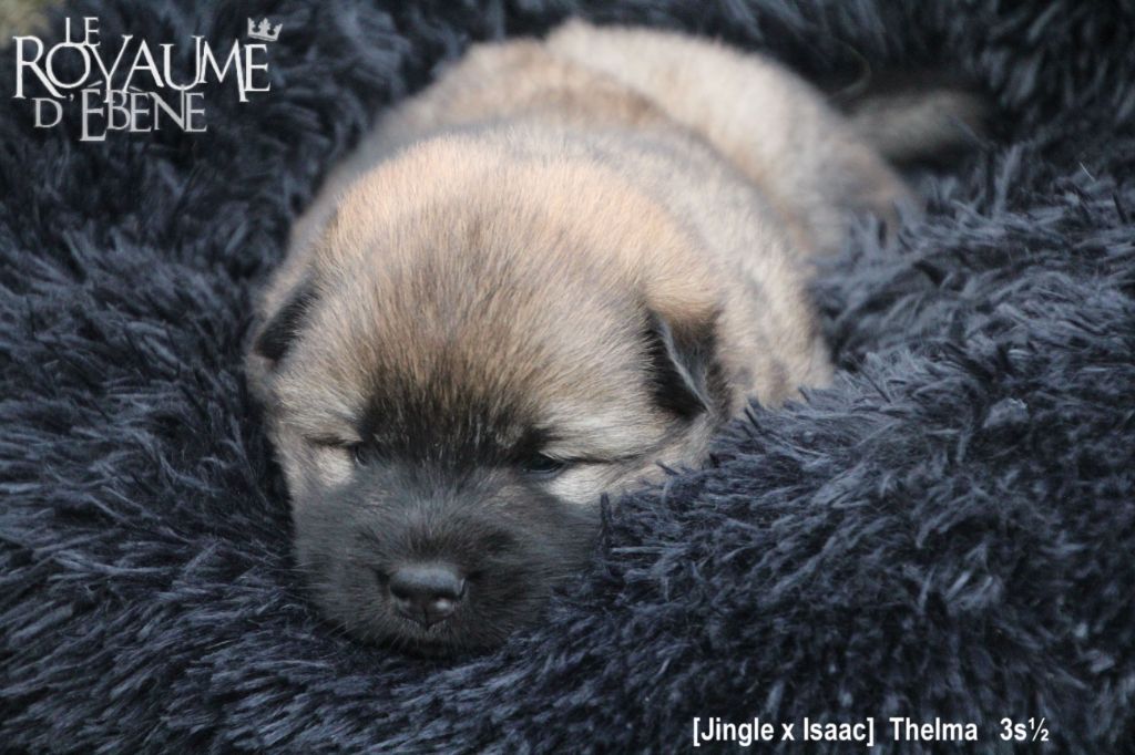 Du Royaume D'ebène - Eurasier - Portée née le 25/10/2020