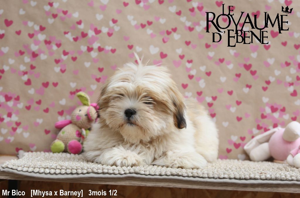 Du Royaume D'ebène - Lhassa Apso - Portée née le 15/04/2023