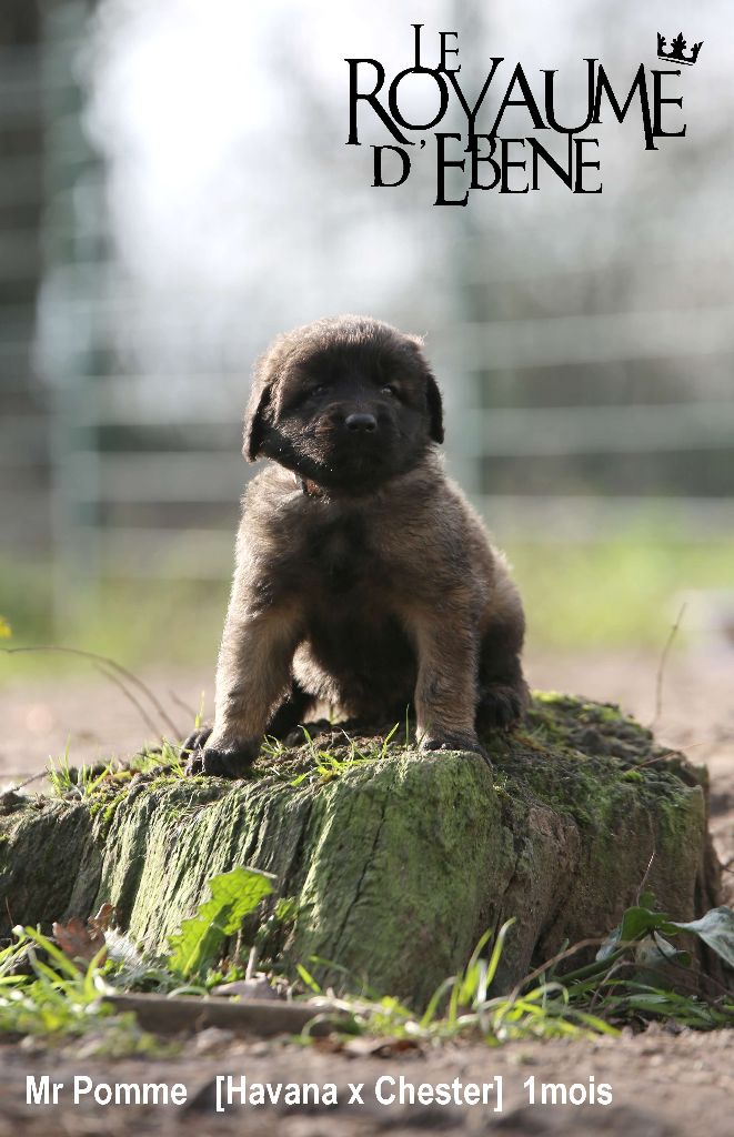 Du Royaume D'ebène - Leonberger - Portée née le 06/12/2023