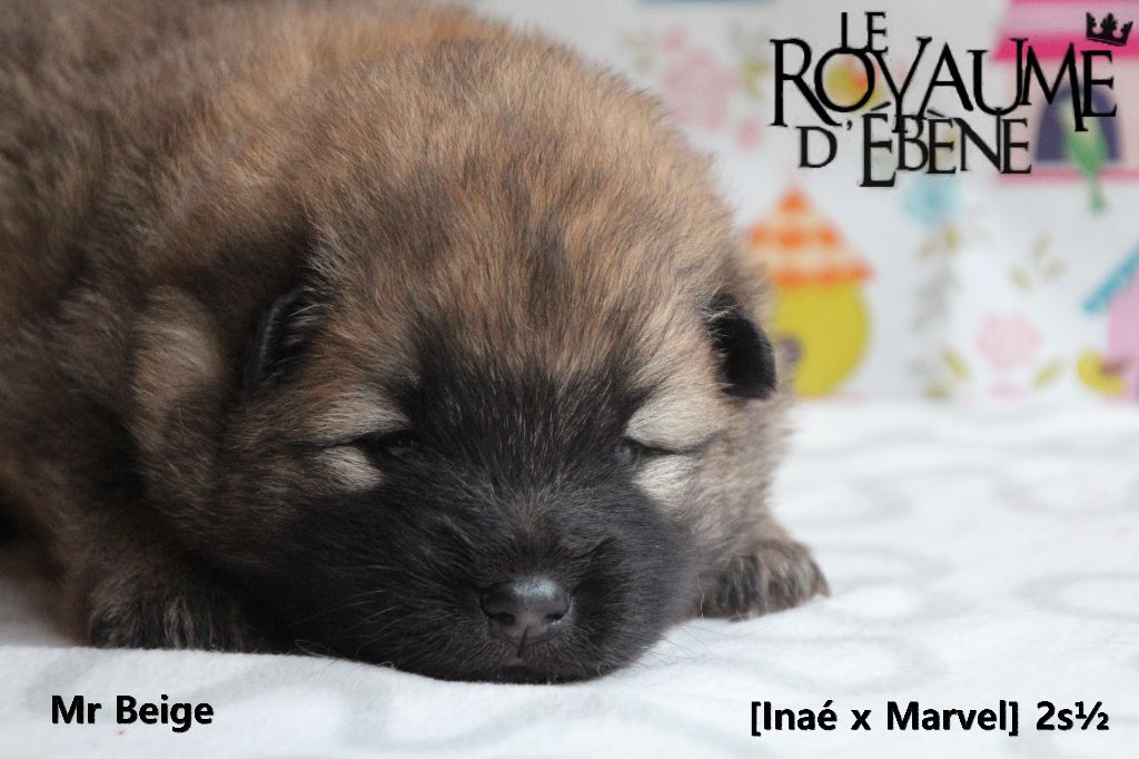 Du Royaume D'ebène - Eurasier - Portée née le 26/02/2018