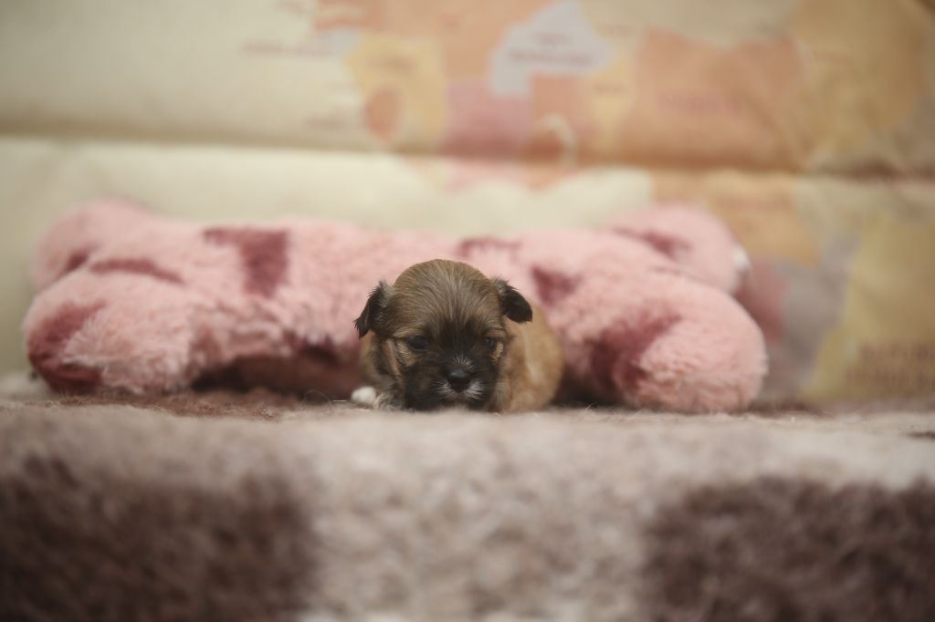 Du Royaume D'ebène - Chiots disponibles - Lhassa Apso