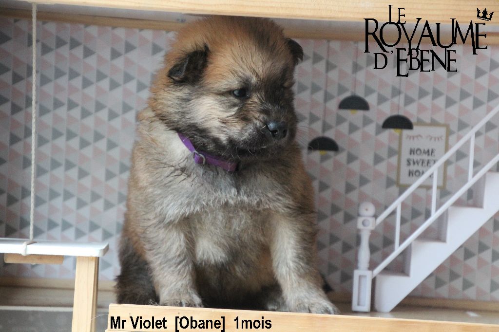 Du Royaume D'ebène - Eurasier - Portée née le 13/02/2022