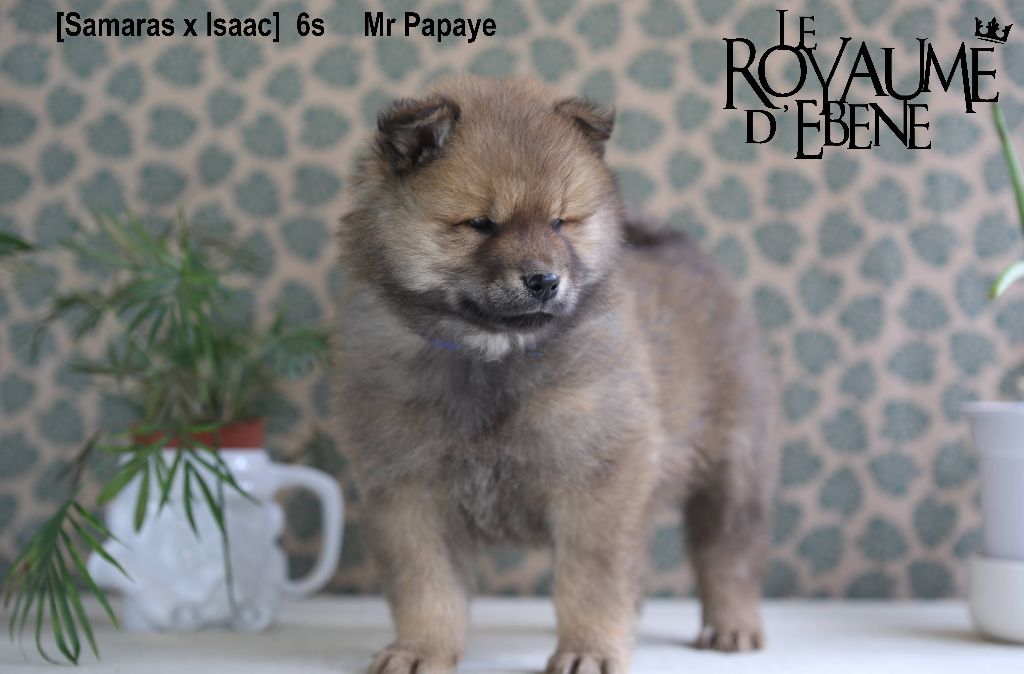Du Royaume D'ebène - Eurasier - Portée née le 20/01/2023