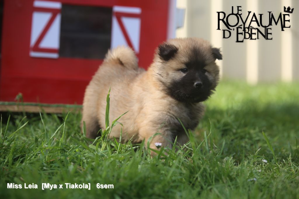 Du Royaume D'ebène - Chiots disponibles - Eurasier