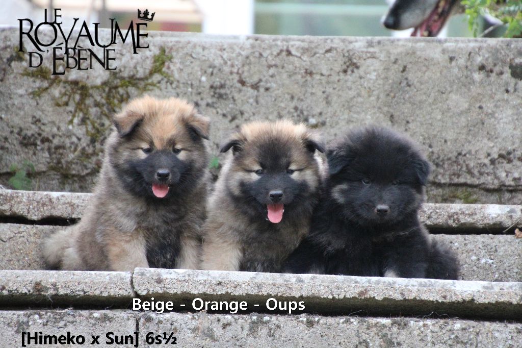 Chiot Eurasier Du Royaume D'ebène