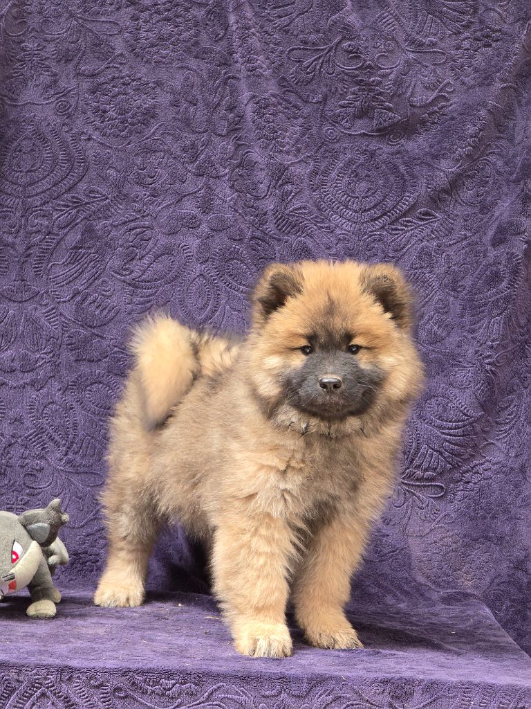 Du Royaume D'ebène - Chiots disponibles - Eurasier