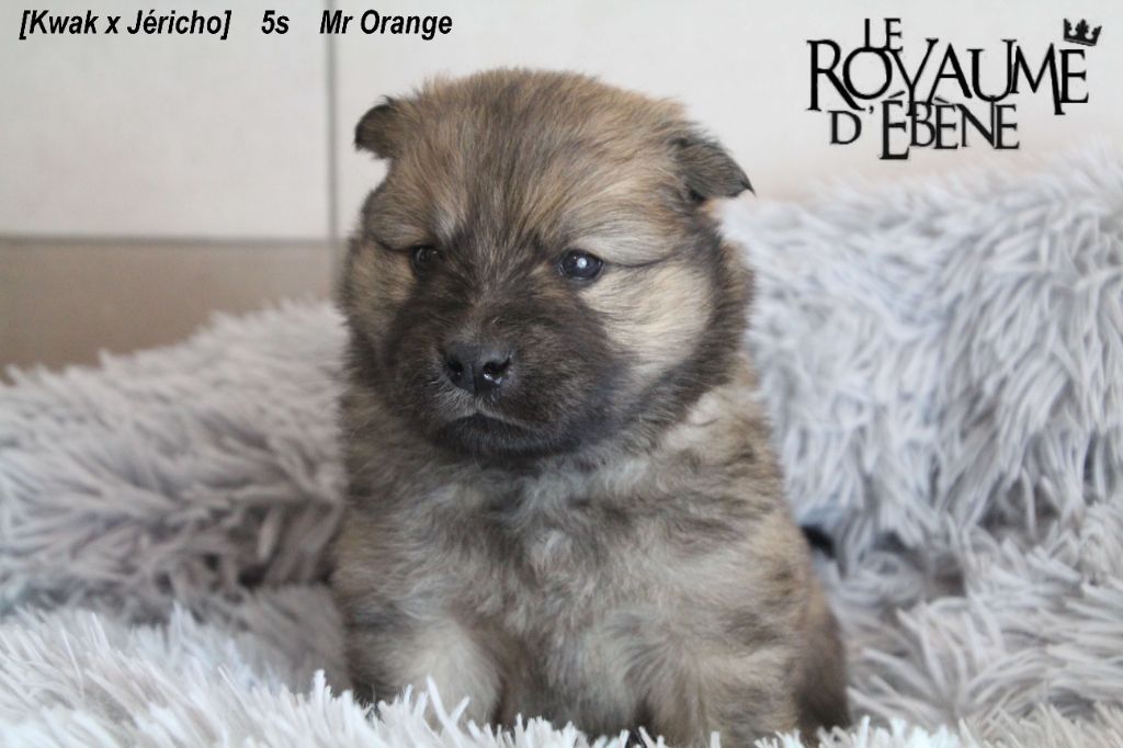 Du Royaume D'ebène - Eurasier - Portée née le 25/12/2020