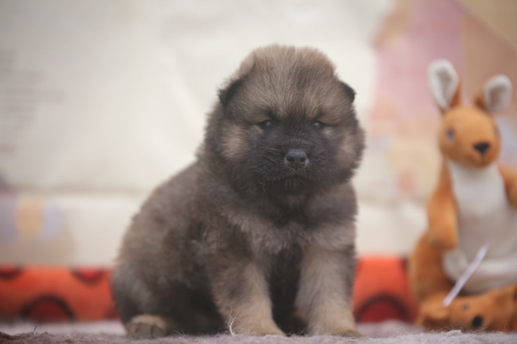Du Royaume D'ebène - Chiots disponibles - Eurasier