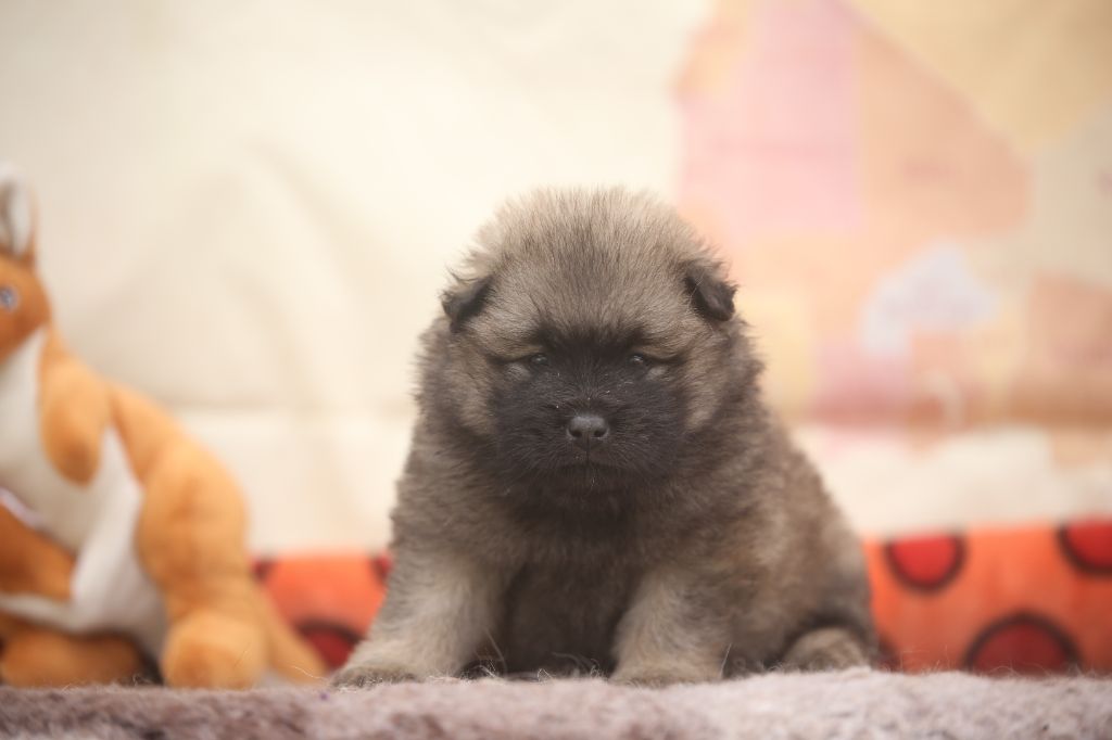 Du Royaume D'ebène - Chiots disponibles - Eurasier