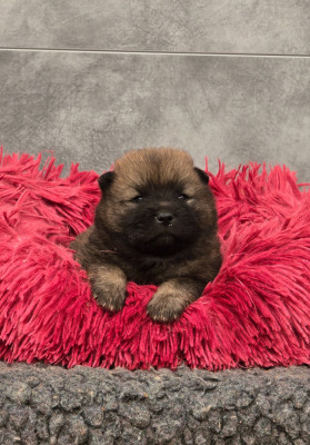 Chiot N°2