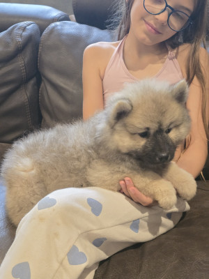 Chiot N°6